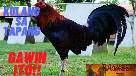 manok pang sabong|Sabong Tips : Ito Ang Dapat Gawin Sa Manok .